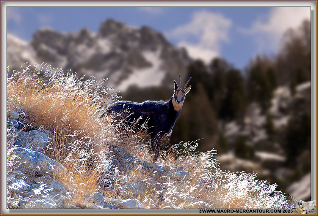 Chamois
